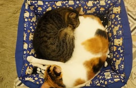 Varios gatos fueron reubicados y ahora tienen nuevos hogares.