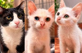 Gatito negro y blanco a la izquierda, gato blanco con ojos asimétricos en el centro, y otro gato blanco con matiz rosado a la derecha.