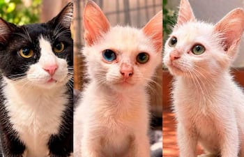 Gatito negro y blanco a la izquierda, gato blanco con ojos asimétricos en el centro, y otro gato blanco con matiz rosado a la derecha.