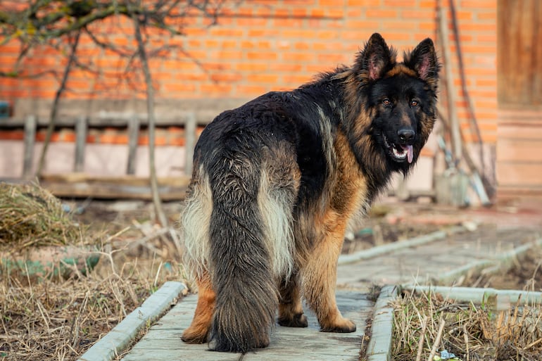 Perro de la raza pastor alemán.
