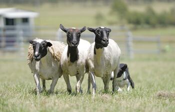 Producción ovina: dónde estamos y a dónde vamos