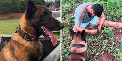 Ciro, el perro "héroe" de Encarnación que conquista las redes sociales.