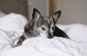 Perro chihuahua anciano descansa sobre una cama.