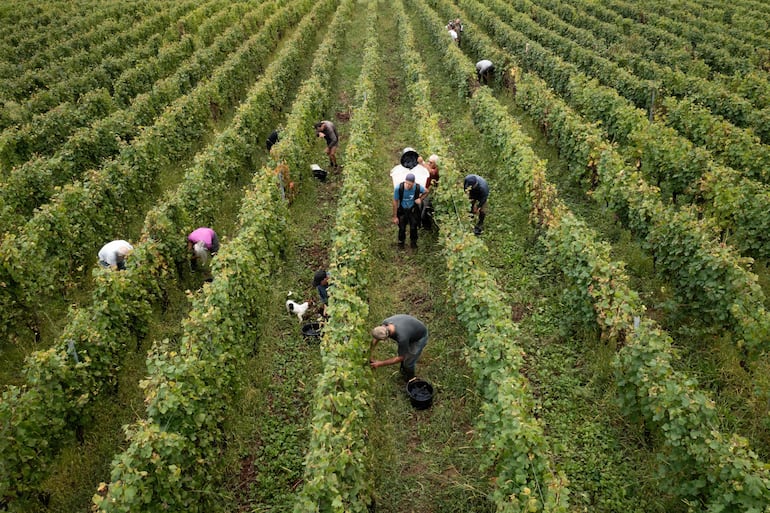 Imagen de archivo: trabajadores de Domaine Sermier participando en la cosecha de uvas Pinot Noir para la elaboración de crémant (vino espumoso) en un viñedo, en Bréry, en la región vitivinícola del Jura, en el este de Francia, el 10 de septiembre de 2024.
