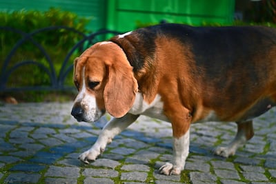 Obesidad en perros.