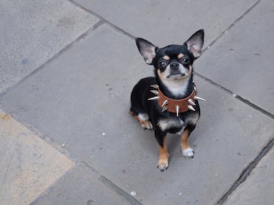 Perro de la raza chihuahua.