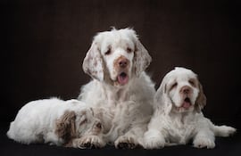 Perros de la raza Clumber spaniel.