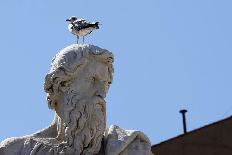 Una gaviota se posa sobre una de las estatuas de la Plaza de San Pedro en el segundo día del cónclave, en la Ciudad del Vaticano, el 8 de mayo de 2025.