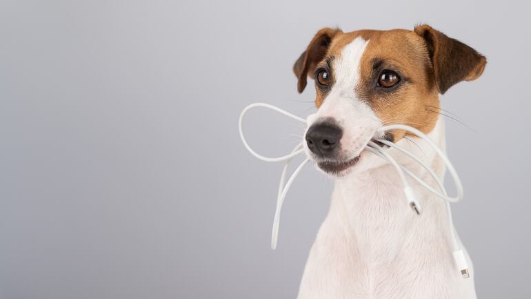 Cachorros y cables.
