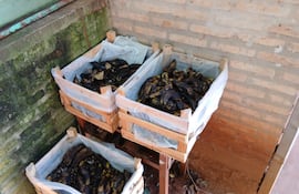 La constante en las escuelas es la recepción de productos que están en mal estado. La Escuela Básica N° 245 Prof. Aurelia Torres recibió bananas en mal estado.