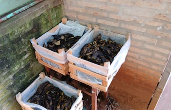 La constante en las escuelas es la recepción de productos que están en mal estado. La Escuela Básica N° 245 Prof. Aurelia Torres recibió bananas en mal estado.