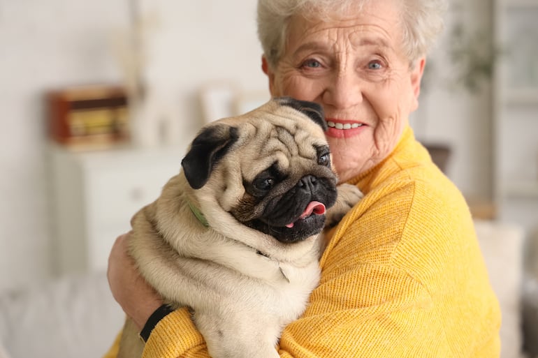 Perro de la raza pug.