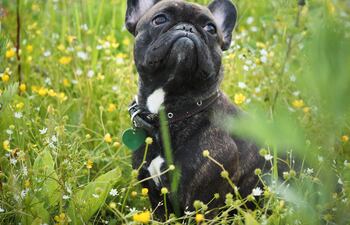 Perro Bulldog francés.