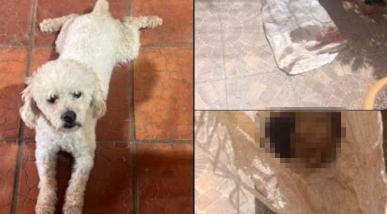 Crueldad animal: condenan a un hombre que mató a perro porque su dueña no le dio dinero Crueldad animal: condenan a un hombre que mató a perro porque su dueña no le dio dinero