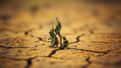 Una sequía puede seguir calentando el planeta hasta un año después.