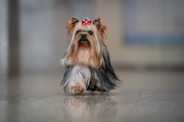 Yorkshire Terrier.