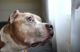 Perro escucha a su dueño llegar, imagen ilustrativa.