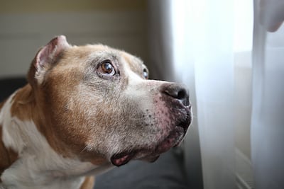Perro escucha a su dueño llegar, imagen ilustrativa.