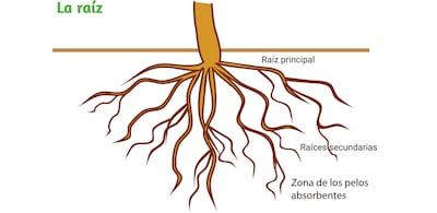 Funciones de los órganos vegetales: la raíz.