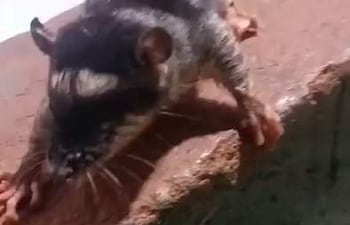 Cría de yapok con pelaje gris y negro, tratando de esconderse en una vivienda.