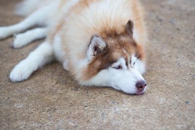 Perro cansado.
