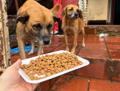 Dos perros marrones claros observan un plato de comida sostenido por una mano en un ambiente exterior.
