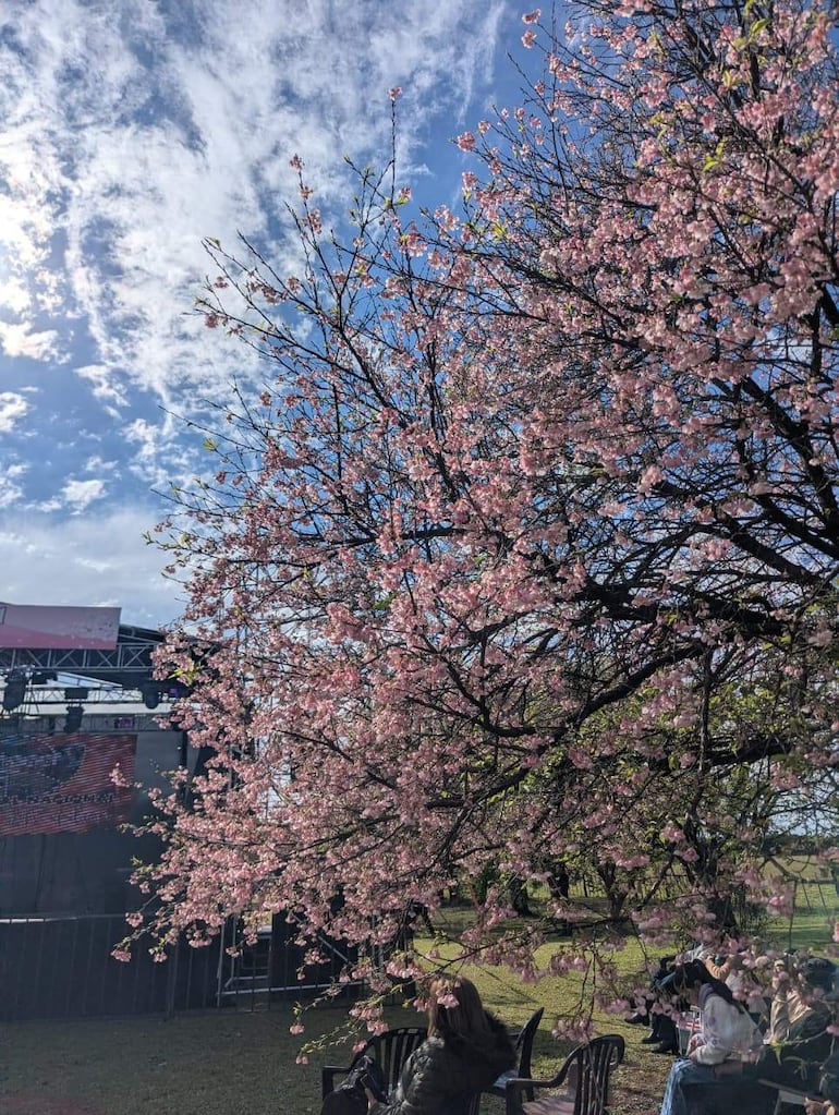Dos personas sentadas en sillas negras, un árbol de flores rosas al fondo y un escenario montado bajo un cielo parcialmente nublado.