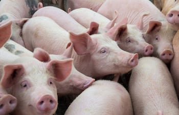 De Incka Foods a Costa Food y US$ 300 millones en el camino