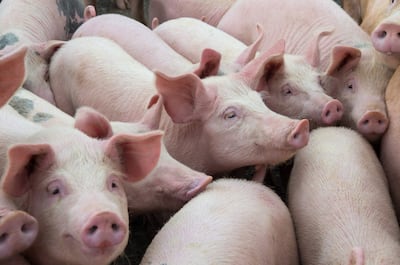 De Incka Foods a Costa Food y US$ 300 millones en el camino