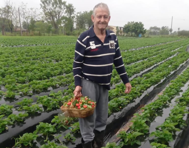 Don Carlos Quintana fue uno de los pioneros de la primera feria de frutillas en el 2020, y fue el primer presidente de la Asociación de Frutilleros de Estanzuela de Itauguá.