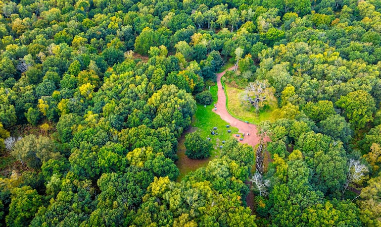 El roble mayor, cerca de la aldea de Edwinstowe en medio del bosque de Sherwood, Nottinghamshire, Inglaterra, Reino Unido.