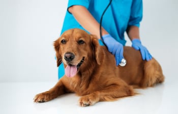 Perro en la veterinaria.