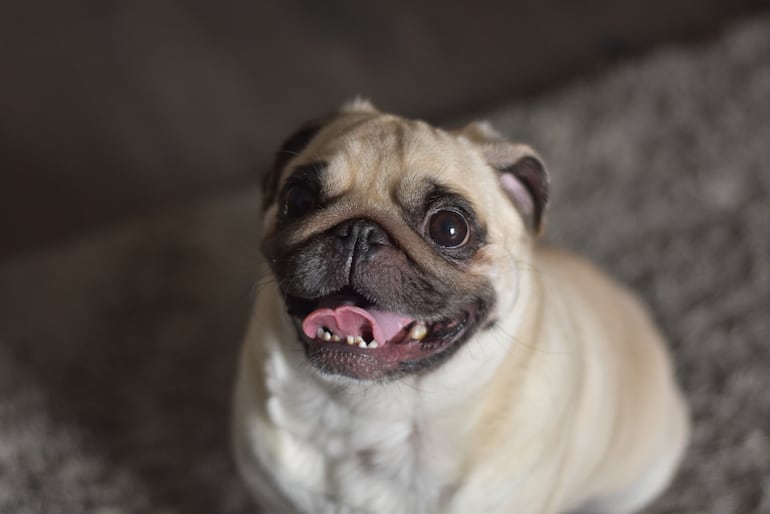 Perro de la raza Pug.