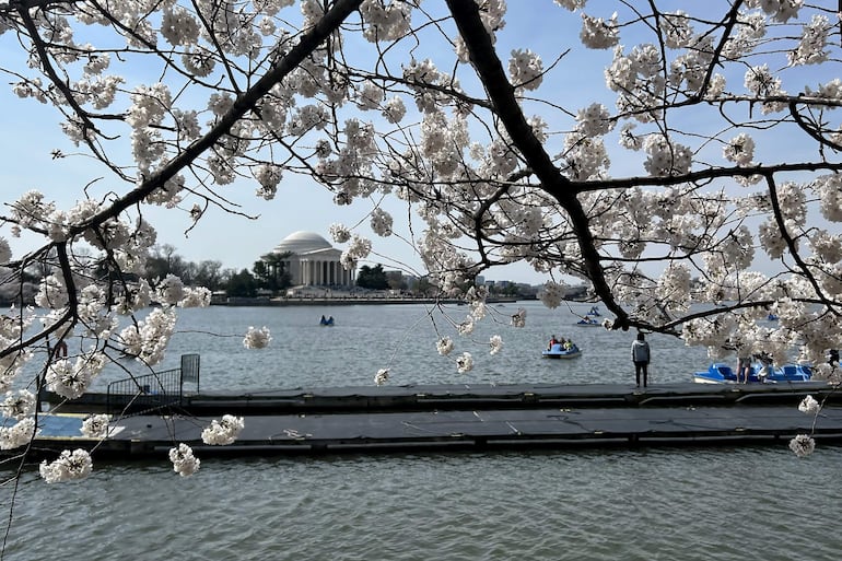 Fotografía que muestra árboles de cerezos florecidos este jueves, mientras personas pasean en barcos, en la cuenca Tidal en Washington (EE.UU.).