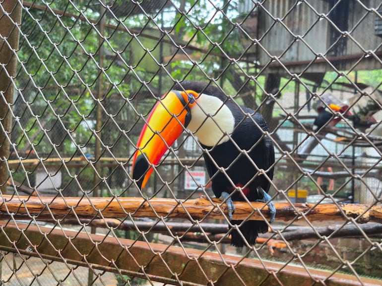 Minizoológico Juan XXIII de Encarnación ofrece el contacto con las especies autóctonas de la región