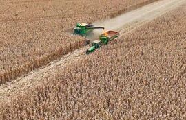 El maíz promete una cosecha récord