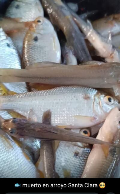 Las fotos y videos que acompañan esta nota muestran la forma en que los peces están muriendo en el caudal, sin causa determinada..