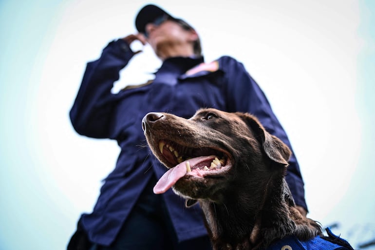 Un integrante del equipo de rescate Florida Task Force 2 pasea a Sisu, su perro labrador retriever que participó en las tareas de búsqueda y rescate, en un campamento de Maiquetía, estado de La Guaira, Venezuela, el 4 de julio de 2026, diez días después de los terremotos gemelos.