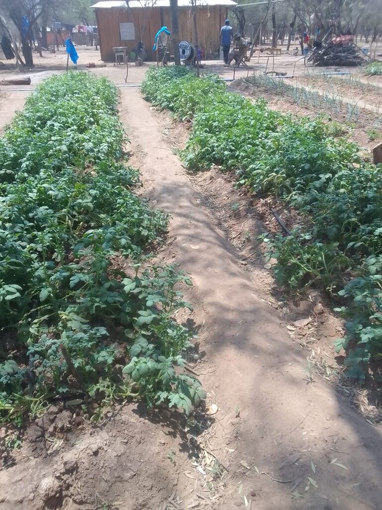 La sequía prolongada del Chaco que lleva varios meses dejó como secuela caminos rotos lo que dificulta el acceso a la zona que igual produce en pequeñas huertas.
