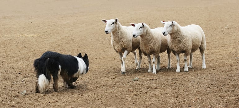 Perro de la raza border collie.