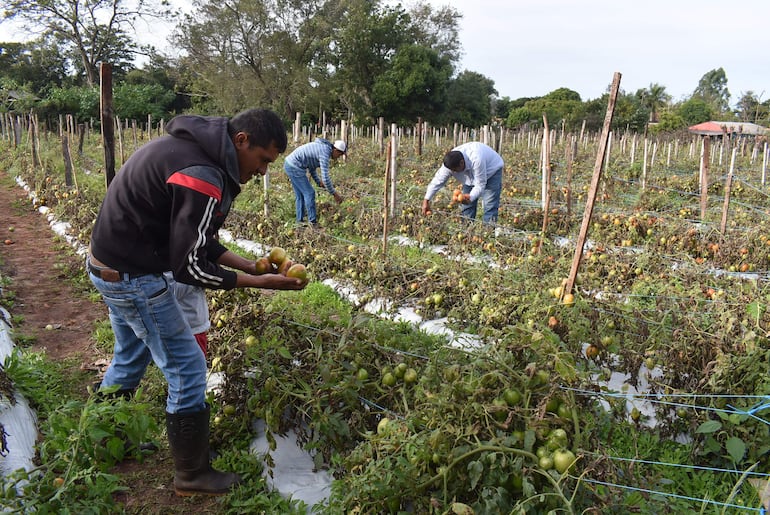 Productores de tomate de la Calle Republicano de Santaní trabajan en la cosecha del producto