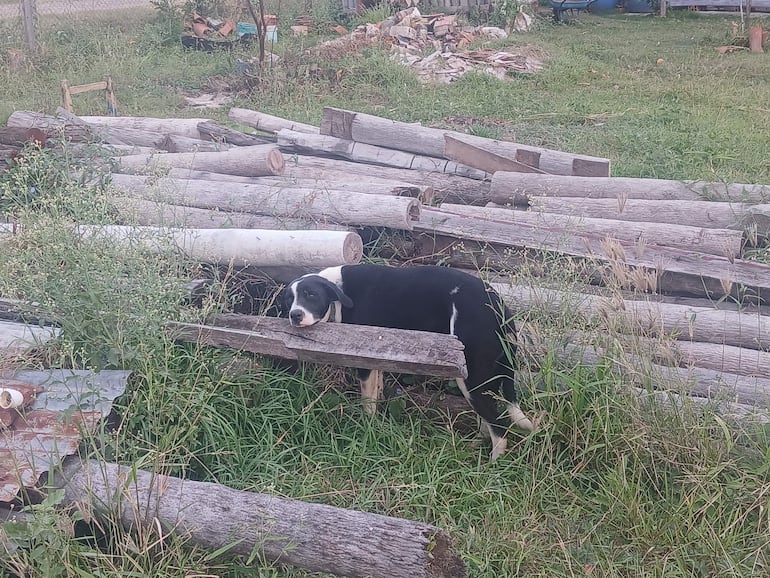 El perro aun tiene el proyectil del arma de fuego