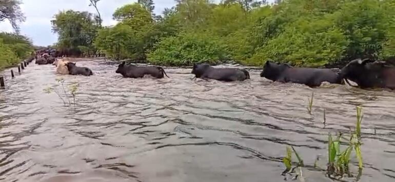 Animales vacunos son sacados de lugares inundados en una estancia, en zona de Fuerte Olimpo
