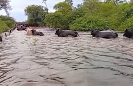 Animales vacunos son sacados de lugares inundados en una estancia, en zona de Fuerte Olimpo