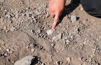 Esta imagen sin fechar, publicada por el Instituto de Orígenes Humanos de la Universidad Estatal de Arizona, muestra parte del maxilar inferior juvenil (o mandíbula juvenil) del antiguo pariente humano Australopithecus deyiremeda descubierto en la Región de Afar, en Etiopía, sobre el suelo antes de ser recolectado.