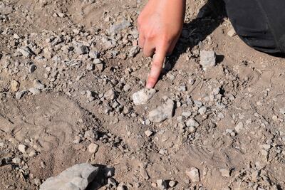 Esta imagen sin fechar, publicada por el Instituto de Orígenes Humanos de la Universidad Estatal de Arizona, muestra parte del maxilar inferior juvenil (o mandíbula juvenil) del antiguo pariente humano Australopithecus deyiremeda descubierto en la Región de Afar, en Etiopía, sobre el suelo antes de ser recolectado.