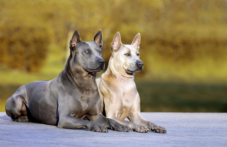 Perro de raza Thai Ridgeback.