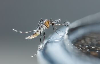 Aedes aegypti, mosquito transmisor del dengue, zica y chicunguña.