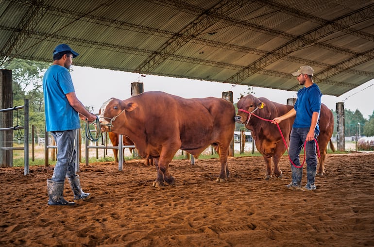 Genética paraguaya rompe fronteras, el toro viaja en pajuelas