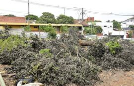 Vecinos de Asunción reclaman la tala indiscriminada de árboles en la capital, con la complicidad e inacció de las autoridades municipales.